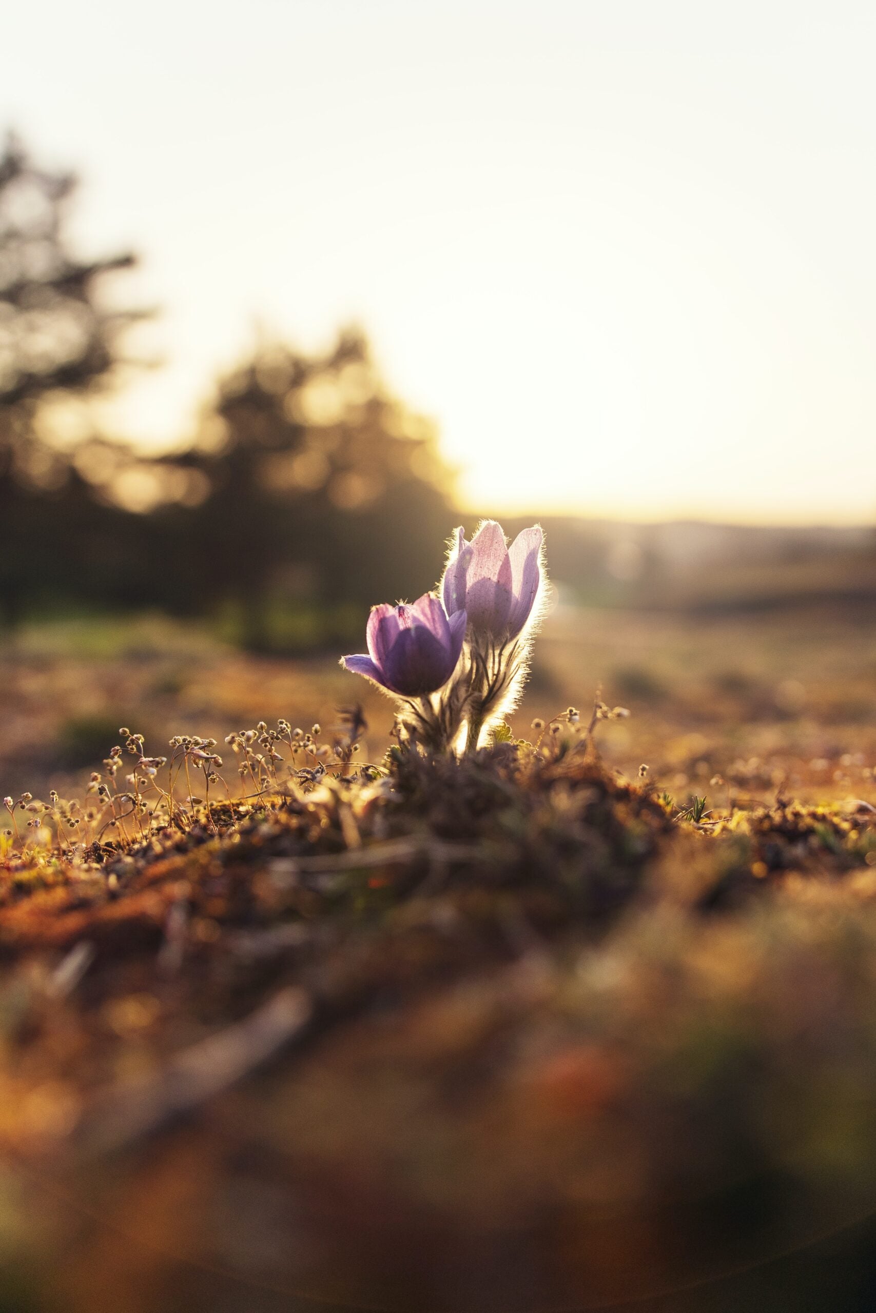 EMDR Thousand Oaks, Somatic Trauma Healing