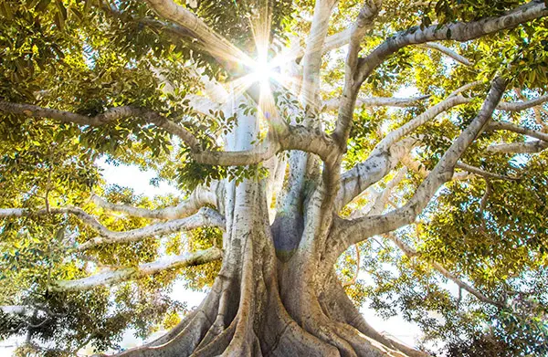 A detailed view of tree roots intertwined